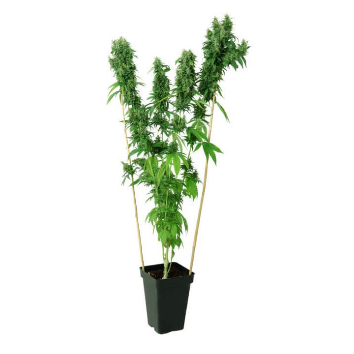 THC-Victory (Dutch Passion)