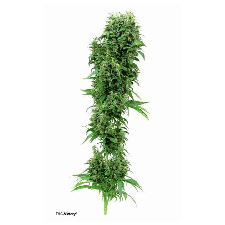 THC-Victory (Dutch Passion)