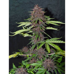 CBD Auto Blackberry Kush (Dutch Passion)