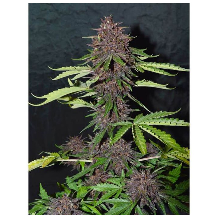 CBD Auto Blackberry Kush (Dutch Passion)