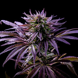 Purple Punch a granel feminizadas