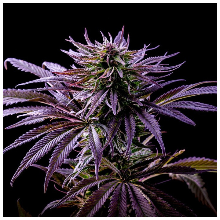 Purple Punch a granel feminizadas