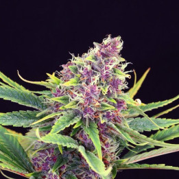 Purple Punch a granel feminizadas