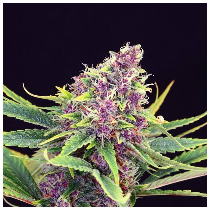 Purple Punch a granel feminizadas
