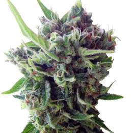 Auto Zamaldelica Feminizada (Ace Seeds)