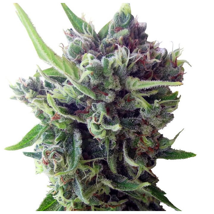 Auto Zamaldelica Feminizada (Ace Seeds)