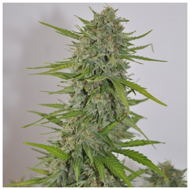 Auto Zamaldelica Feminizada (Ace Seeds)