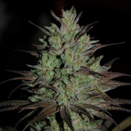CBD 1 Feminizada (Ace Seeds)