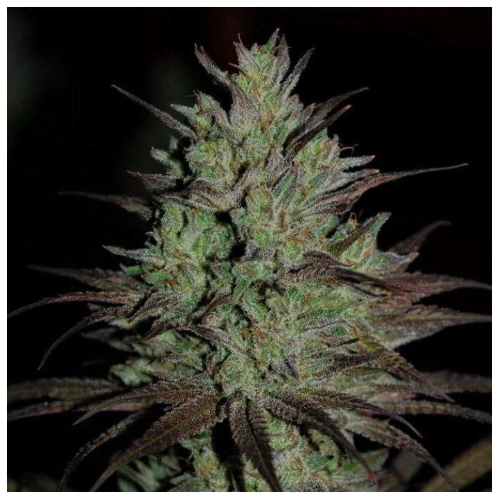 CBD 1 Feminizada (Ace Seeds)