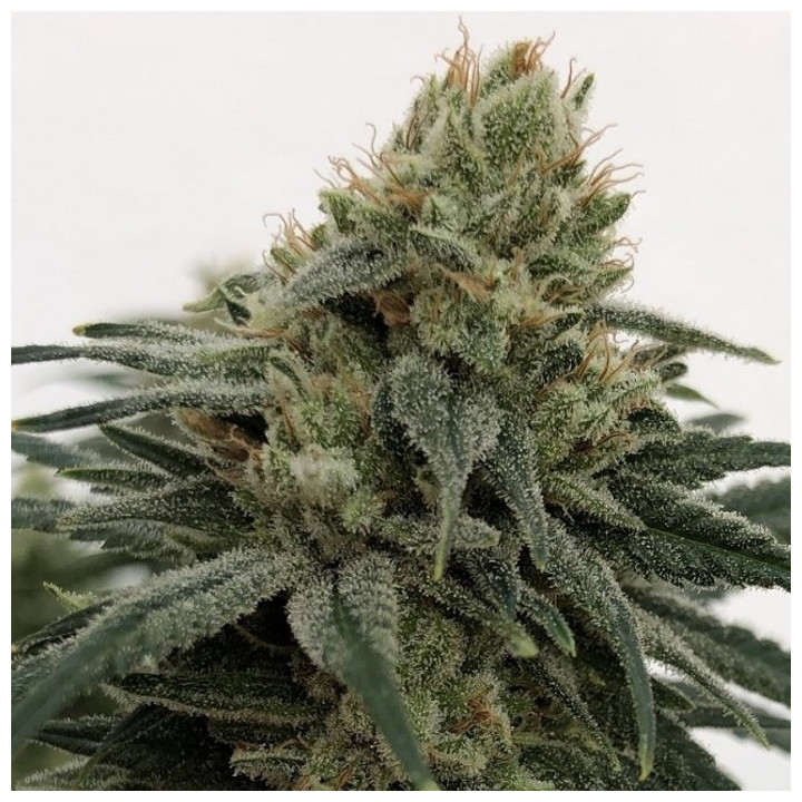 CBD 1 Feminizada (Ace Seeds)