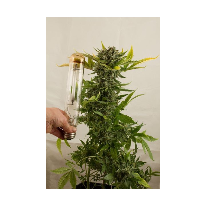 White Widow Auto (Dinafem)