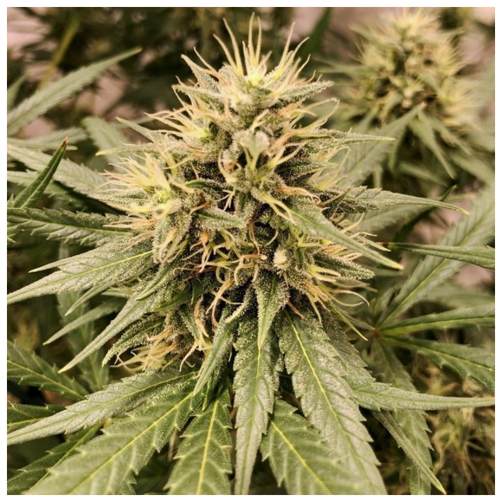 Guawi Regular (Ace Seeds)