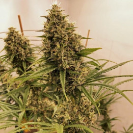 Guawi Regular (Ace Seeds)
