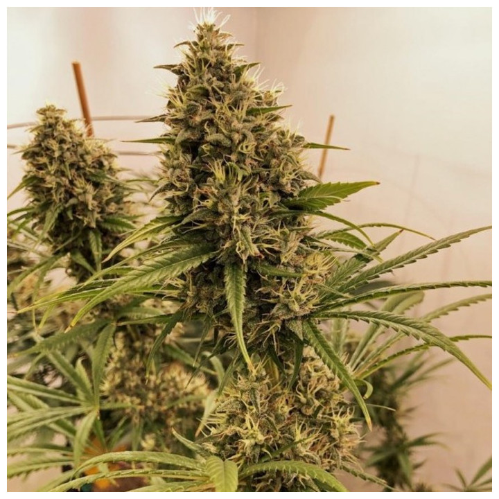 Guawi Regular (Ace Seeds)
