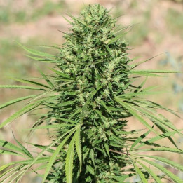 Morocco Beldia Kif Regular (Ace Seeds)