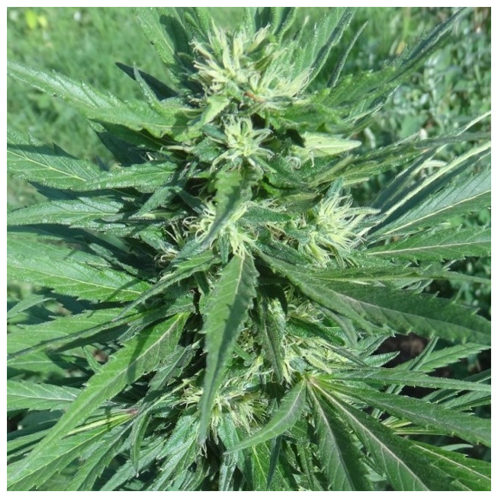 Morocco Beldia Kif Regular (Ace Seeds)