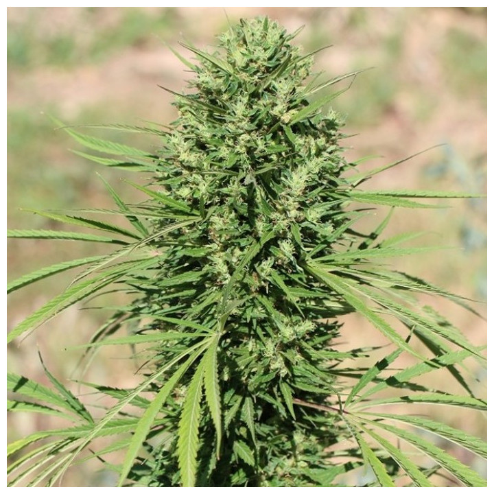 Morocco Beldia Kif Feminizada (Ace Seeds)