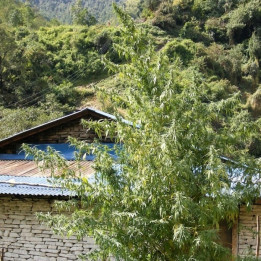 Nepal Annapurna Regular (Ace Seeds)
