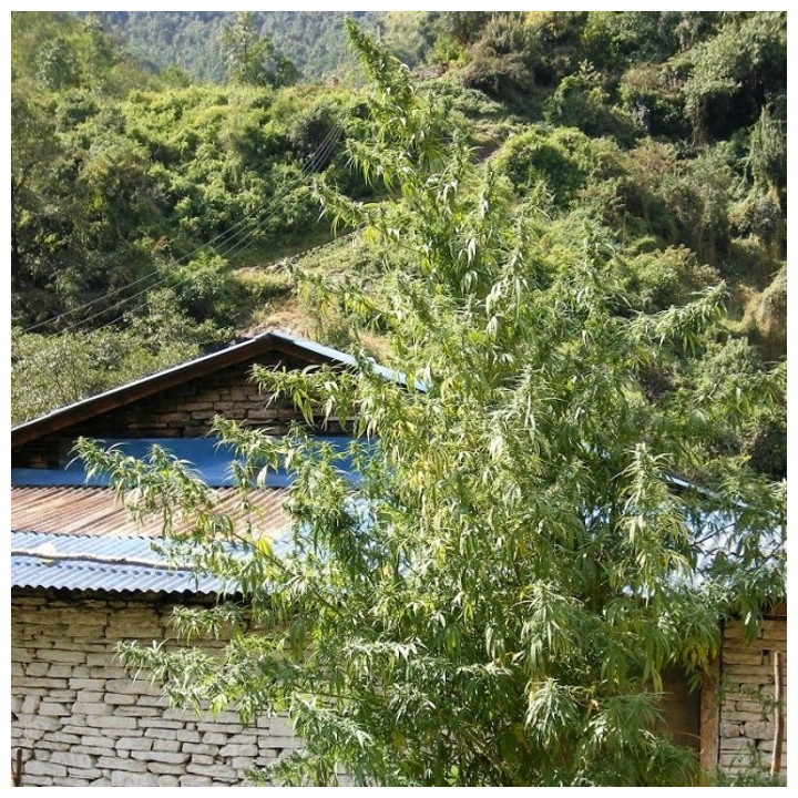Nepal Annapurna Regular (Ace Seeds)