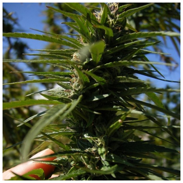 Nepal Annapurna Regular (Ace Seeds)