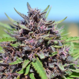 Panama x PCK Feminizada (Ace Seeds)
