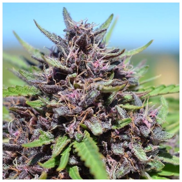 Panama x PCK Feminizada (Ace Seeds)