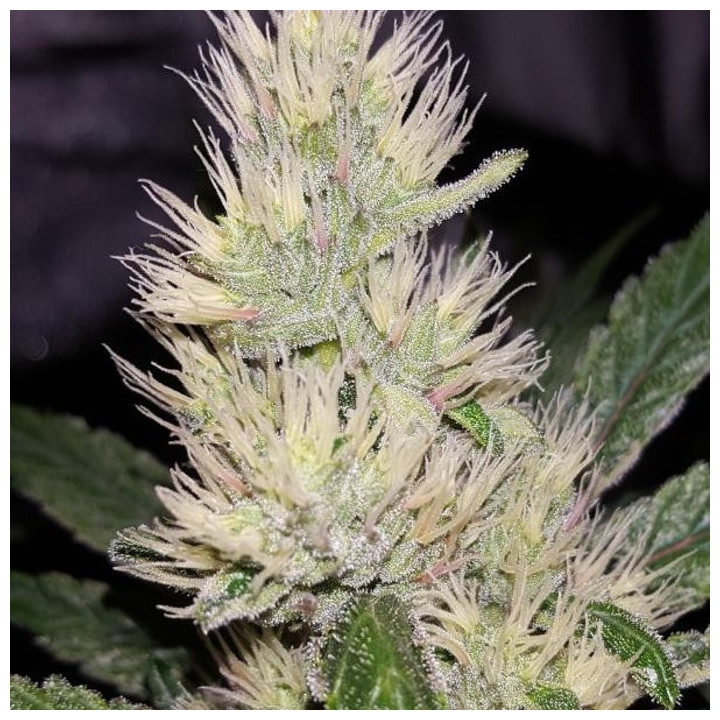 Panama x PCK Feminizada (Ace Seeds)