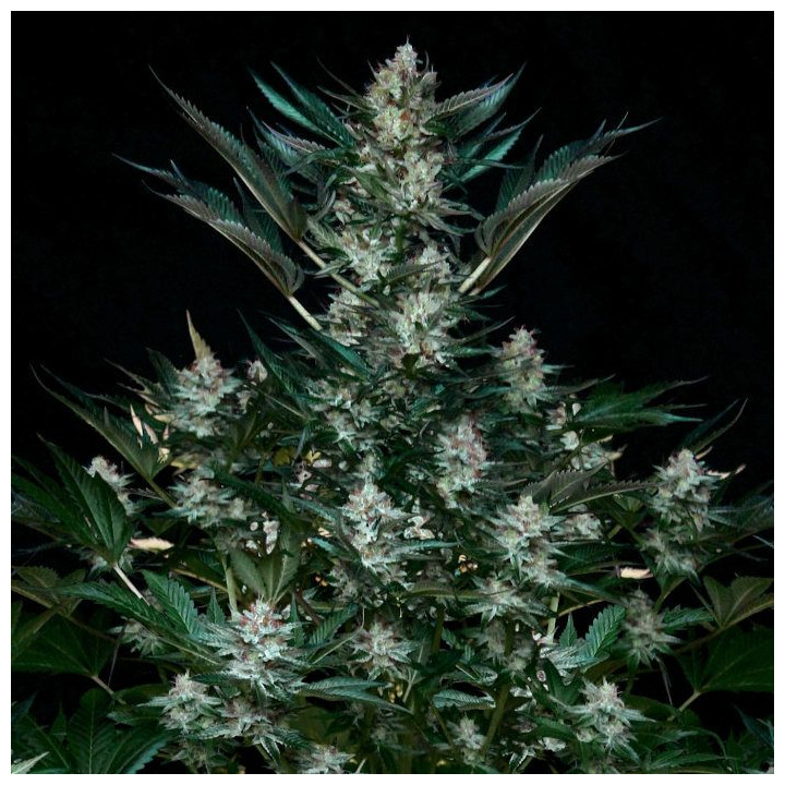 Rittus Haze (Absolute Cannabis Seeds)