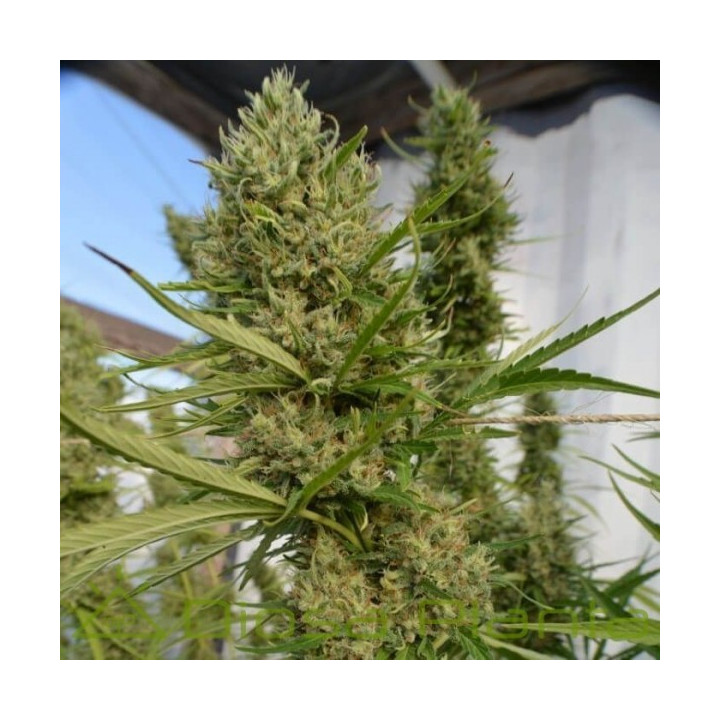 Super Malawi Haze Regular (Ace Seeds)