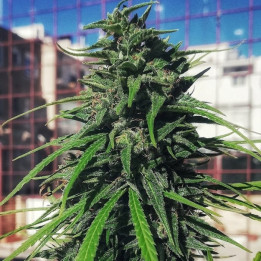 Thai x Panama Feminizada (Ace Seeds)