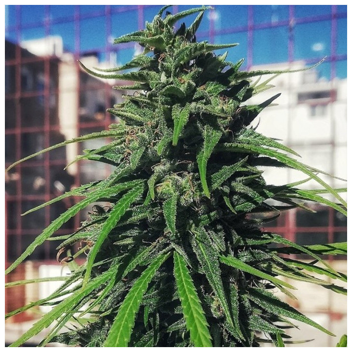 Thai x Panama Feminizada (Ace Seeds)