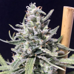 Super Skunk - Thunderstorm (R-Kiem Seeds)