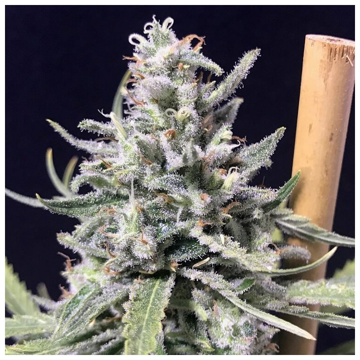 Super Skunk - Thunderstorm (R-Kiem Seeds)