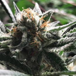 Critical Jack - Condor (R-Kiem Seeds)