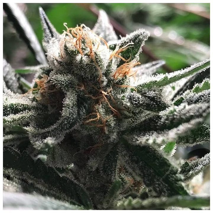 Critical Jack - Condor (R-Kiem Seeds)