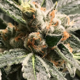 OG Kush - Dark Kush (R-Kiem Seeds)