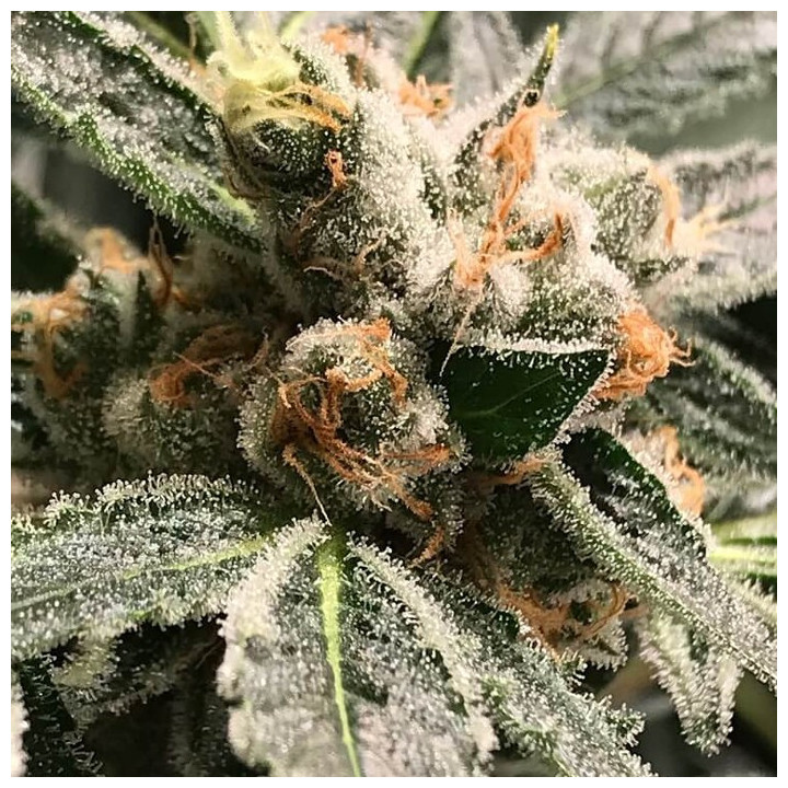 OG Kush - Dark Kush (R-Kiem Seeds)