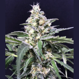 Amnesia - Amazon Haze (R-Kiem Seeds)