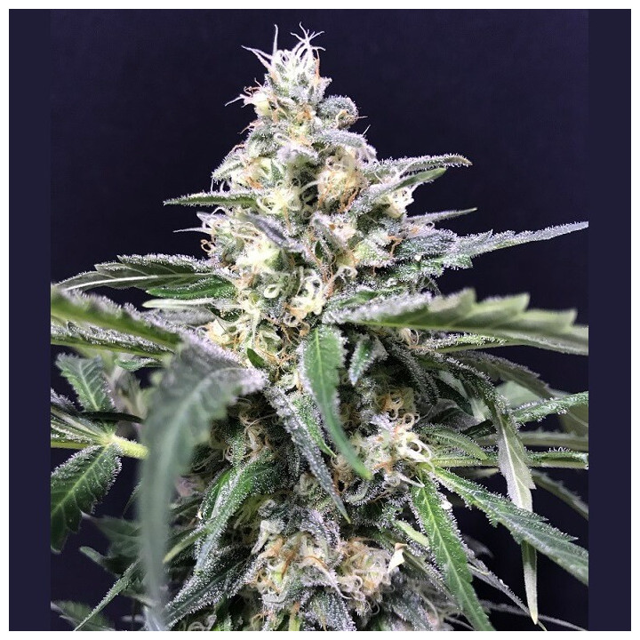 Amnesia - Amazon Haze (R-Kiem Seeds)