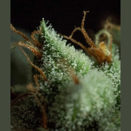 G.O.S (R-Kiem Seeds)