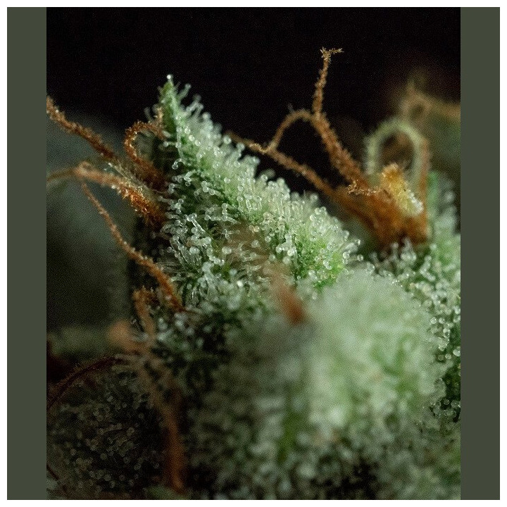 G.O.S (R-Kiem Seeds)
