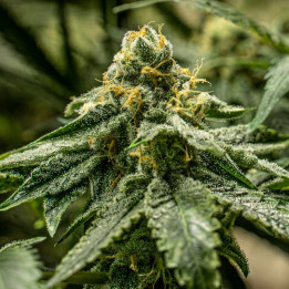 2y2 (R-Kiem Seeds)