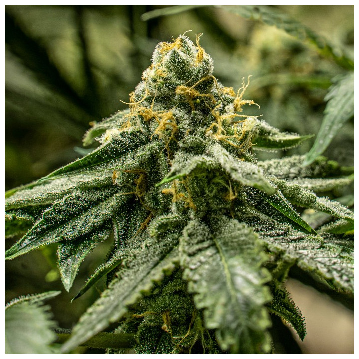 2y2 (R-Kiem Seeds)