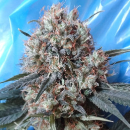 Nepal Jam x Kali China Feminizada (Ace Seeds)