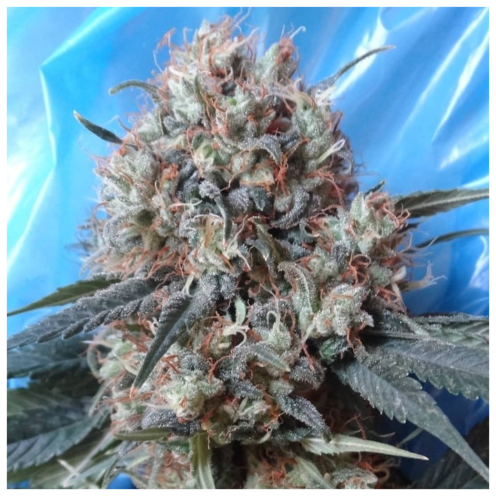 Nepal Jam x Kali China Feminizada (Ace Seeds)