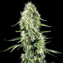 Super Silver Haze a granel feminizadas