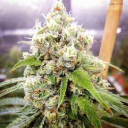 Jack Herer a granel feminizadas