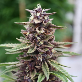 Purple Kush a granel feminizadas