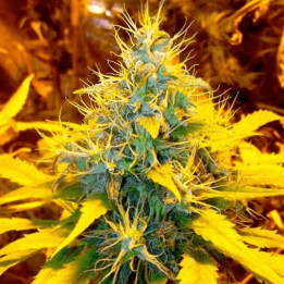 Banana Og a granel feminizadas