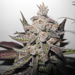Mendocino Purple Kush a granel feminizadas